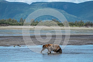 Alaskan coastal grizzly brown bear grabs a salmon fish in the river