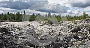 Alaskan cotton blooming in rocky field