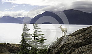 Alaskan Dall Ewe
