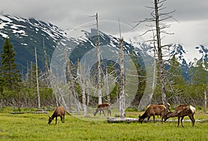 Alaskan deer