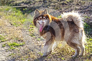 The Alaskan dog is sticking his tongue out.