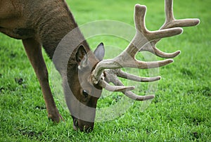 Alaskan Elk