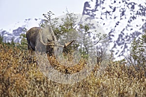 Alaskan Fall Moose