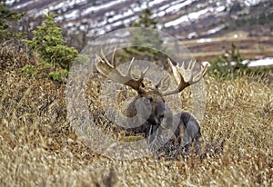 Alaskan Fall Moose