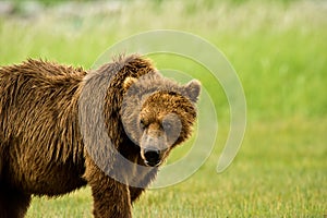 Alaskan Grizzly Bear