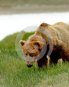 Alaskan Grizzly Bear