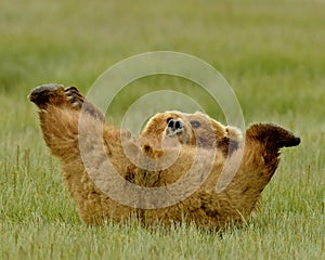 Alaskan Grizzly Bear Playing