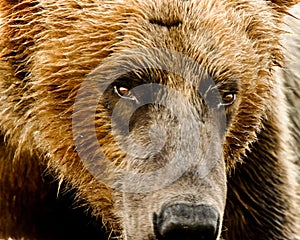 Alaskan Grizzly Bear Portrait