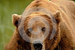 Alaskan Grizzly Bear Portrait