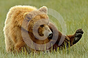 Alaskan Grizzly Bear scratching an itch