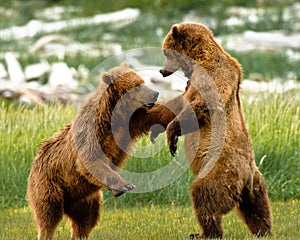 Alaskan Grizzly Bears Fighting