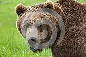 Alaskan grizzly brown bear face