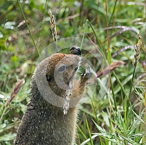 Alaskan ground squirrel nibbling on grass