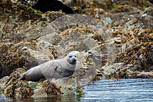 Alaskan Harbor Seal