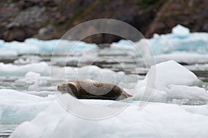Alaskan harbor seal lounging and relaxing on small iceberg