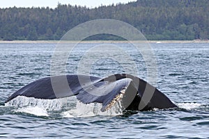 Alaskan Humpback Whale Tail near Juneau