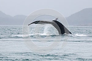 Alaskan humpback whale tale fluking