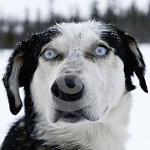 Alaskan Huskey