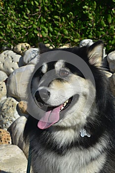 Alaskan Huskey Smiling with Bright Eyes