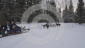 Alaskan Huskies pulling a sled with a tourist