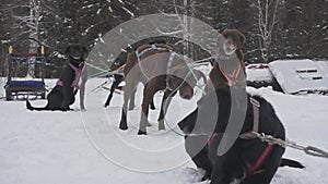 Alaskan Huskies stand in teams, waiting for the command to run.