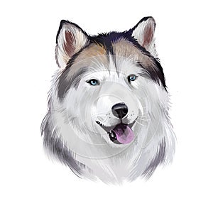 Alaskan husky breed digital art illustration isolated on white background. Cute domestic purebred animal. Malamute purebred