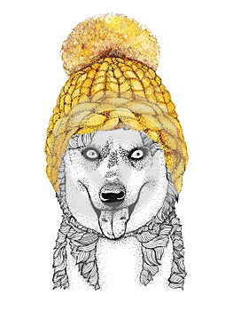 Alaskan husky with gold knitted hat and scarf. Hand drawn illustration of dressed dog