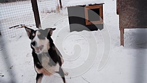 Alaskan husky kennel in winter. Black and tan dog in aviary barks aggressively.