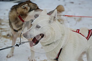 Alaskan husky at Musher Camp in Finnish Lapland