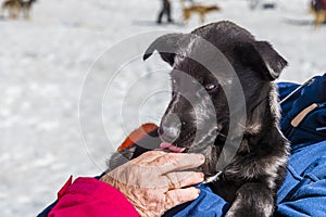 An Alaskan Husky puppy at a musher camp on the Denver glacier close to Skagway, Alaska