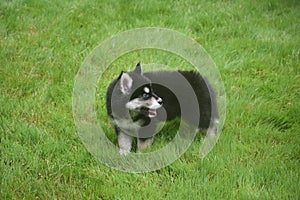 Alaskan husky puppy playing in a field of grass