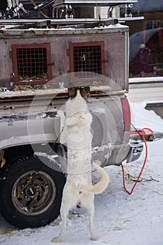 Alaskan husky sled dogs waiting for a sled pulling. Dog sport in winter. Dogs before the long distance sled dog race.