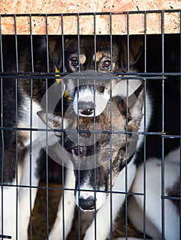 Alaskan husky sled dogs waiting for a sled pulling. Dog sport in winter. Dogs before the long distance sled dog race.