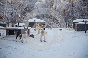 Alaskan husky sled dogs waiting for a sled pulling. Dog sport in winter. Dogs before the long distance sled dog race.