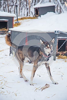 Alaskan husky sled dogs waiting for a sled pulling. Dog sport in winter. Dogs before the long distance sled dog race.