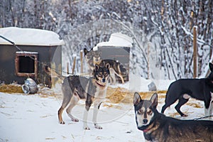 Alaskan husky sled dogs waiting for a sled pulling. Dog sport in winter. Dogs before the long distance sled dog race.