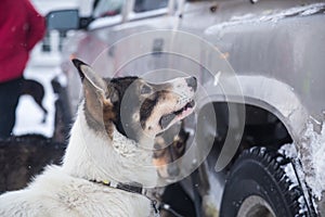 Alaskan husky sled dogs waiting for a sled pulling. Dog sport in winter. Dogs before the long distance sled dog race.