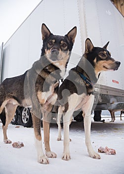 Alaskan husky sled dogs waiting for a sled pulling. Dog sport in winter. Dogs before the long distance sled dog race.