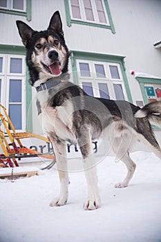 Alaskan husky sled dogs waiting for a sled pulling. Dog sport in winter. Dogs before the long distance sled dog race.