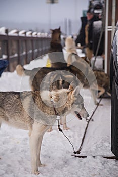 Alaskan husky sled dogs waiting for a sled pulling. Dog sport in winter. Dogs before the long distance sled dog race.