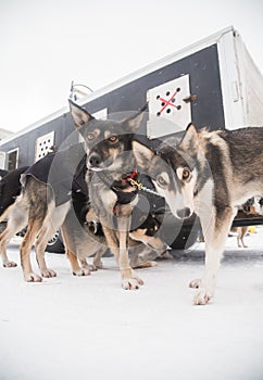 Alaskan husky sled dogs waiting for a sled pulling. Dog sport in winter. Dogs before the long distance sled dog race.