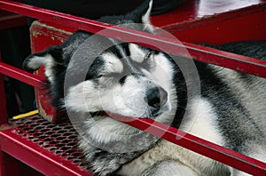 Alaskan Husky Sleeping