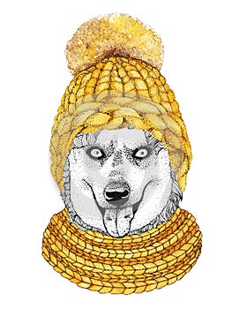 Alaskan husky with yellow knitted hat and scarf. Hand drawn illustration of dressed dog