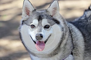 Alaskan Klee Kai