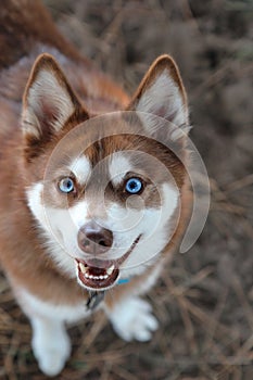 Alaskan Klee Kai