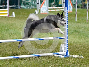 Alaskan Klee Kai at Dog Agility Trial