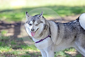 Alaskan Klee Kai