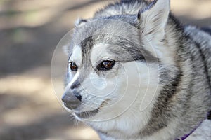 Alaskan Klee Kai