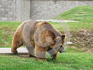 Alaskan Kodiak brown bear walking on the grass