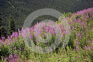 Alaskan landscape with fireweed flowers